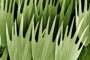 B0007593 Moth wing scales