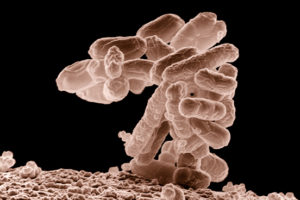 Escherichia coli (E-coli) - Jun 2011