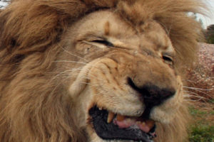 'Tombo' in the Lion enclosure at Werribee Open range zoo,  Melbourne, Australia - 04 Sep 2008