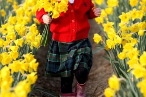 Little girl picking daffodils in a field, Spalding, Lincolnshire, Britain - 16 Mar 2012