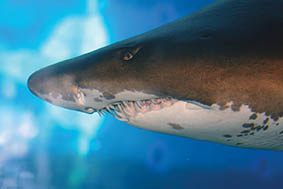 Shark-skin-100059066
