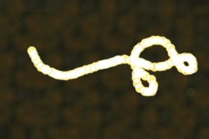 Ebola-virus-513602139