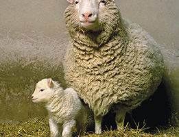 Dolly-the-sheep