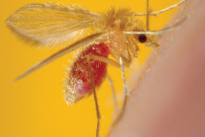 Original Title: Sandfly_17-04.jpg