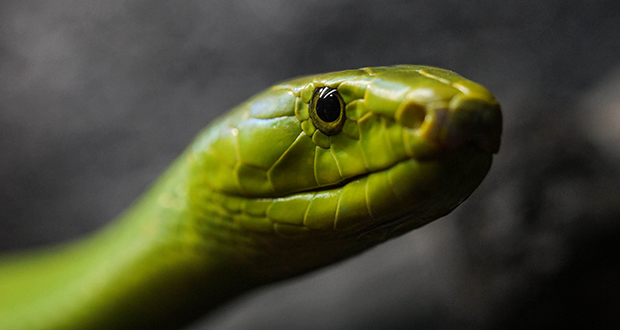 Nearest available antivenom to treat snakebites is in UK