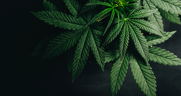 Cannabis is a medicine that relieves pain, but not in Ireland. No way. - Vimarsana News