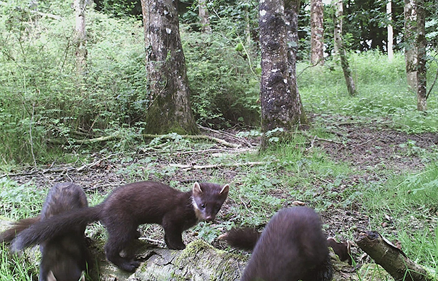 A Pine Marten mum and four kits