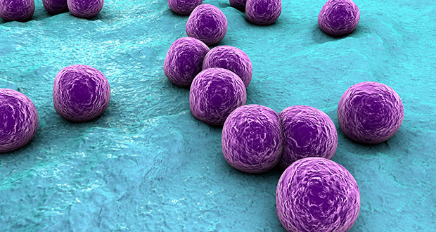 Scientists discover how to improve vaccine responses to MRSA-linked ...