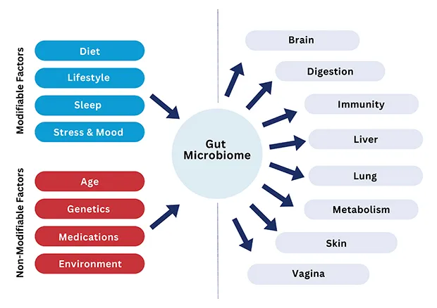gut microbiome