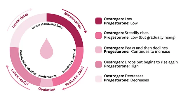menstrual cycle 